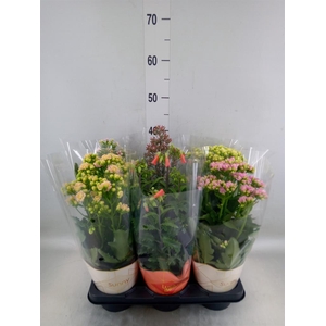 Kalanchoe blos. 'Veranda'   ...mix