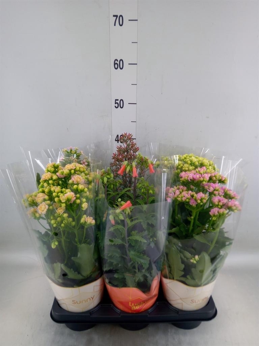 <h4>Kalanchoe blos. 'Veranda'   ...mix</h4>