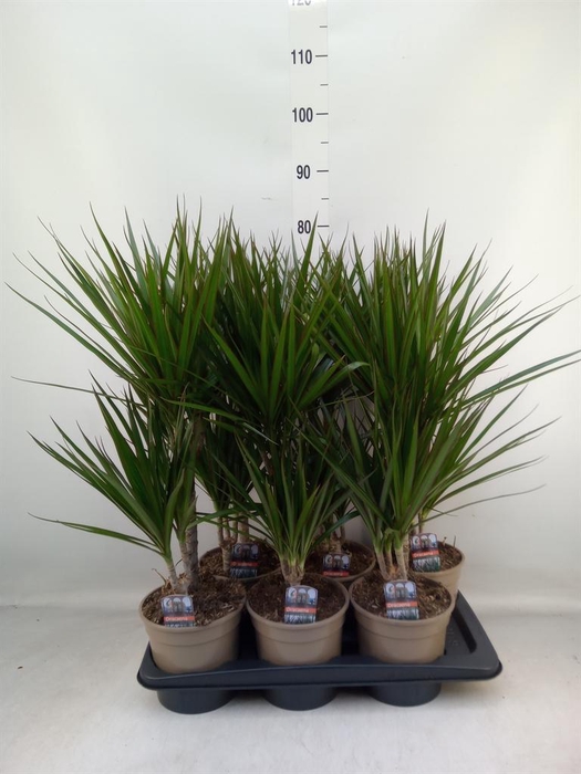 <h4>Dracaena marg.</h4>