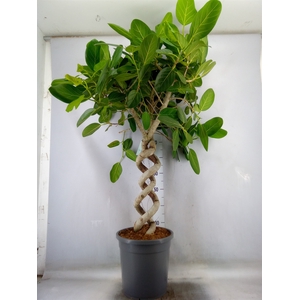Ficus benghalensis 'Audrey'