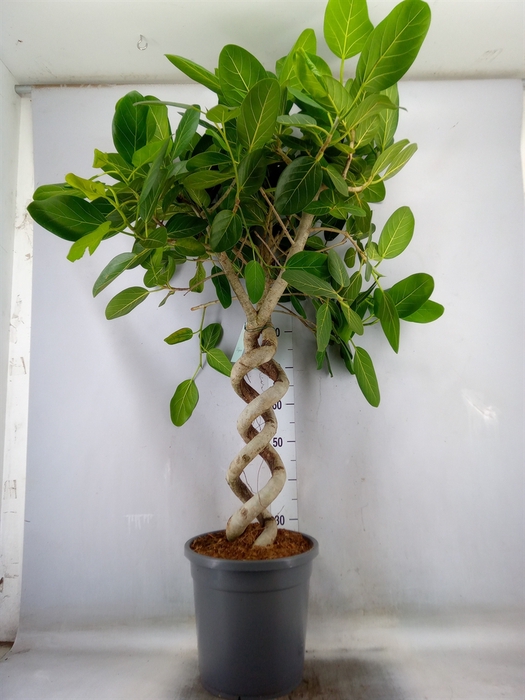 <h4>Ficus benghalensis 'Audrey'</h4>