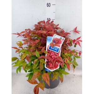 Nandina domestica 'Blush Pink'