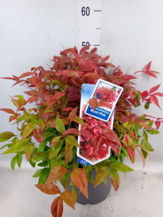 <h4>Nandina domestica 'Blush Pink'</h4>