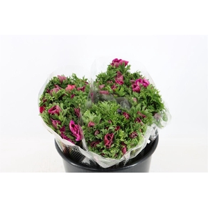 Anem Marianne Orchid