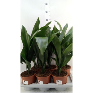 Aspidistra elat.