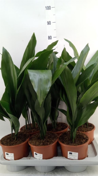 <h4>Aspidistra elat.</h4>