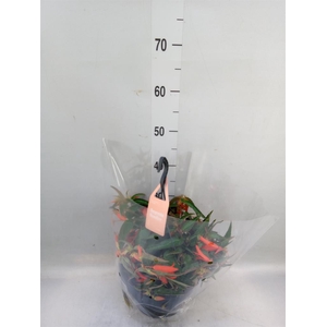 Begonia tuber. 'Bonfire'