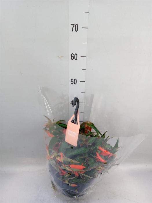 <h4>Begonia tuber. 'Bonfire'</h4>