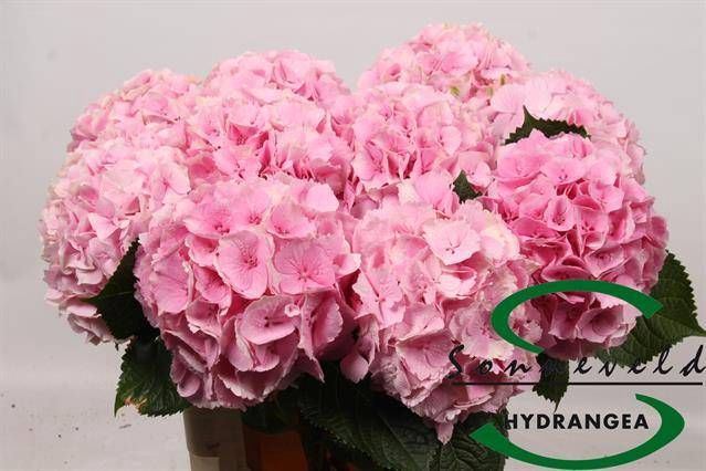<h4>HYDR M ROYAL SUPREME</h4>