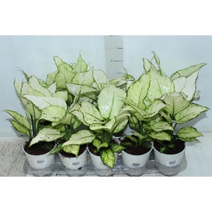 AGLAONEMA WHITE JOY P12