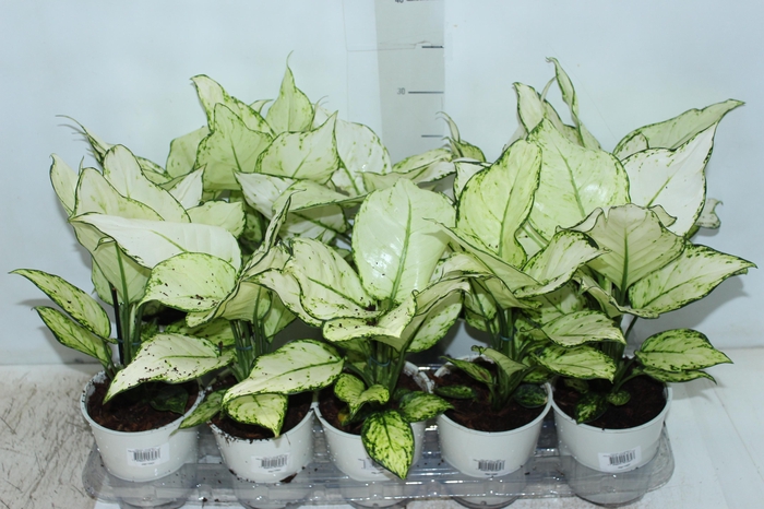 <h4>AGLAONEMA WHITE JOY P12</h4>