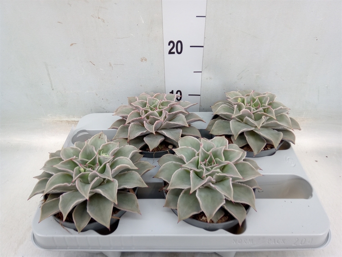 <h4>Echeveria   ...</h4>