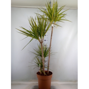 Dracaena marg. 'Sunray'