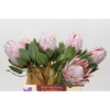 Protea Cynaroides