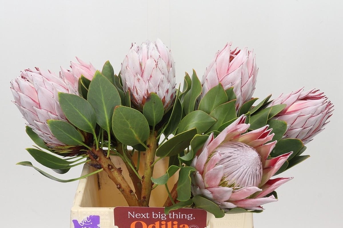 Protea Cynaroides