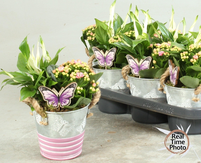 <h4>ARR KAMERPL</h4>