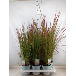Imperata cylindrica 'Red Baron'