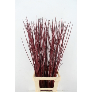 CORNUS ALBA SIBIRICA 100CM