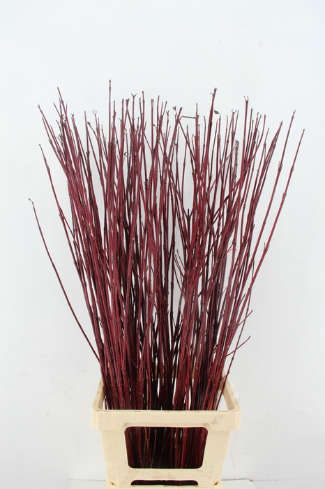 <h4>CORNUS ALBA SIBIRICA 100CM</h4>