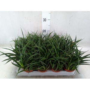 Sansevieria  'Fernwood'