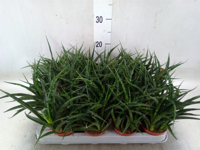 <h4>Sansevieria  'Fernwood'</h4>
