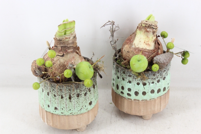 <h4>arr4 Amaryllis MB - Ker. luxe voet x6</h4>