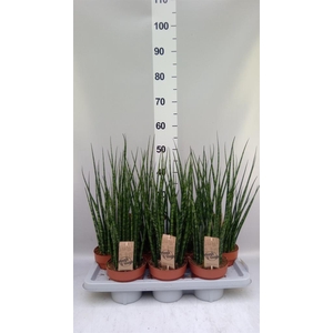 Sansevieria 'Fernwood'