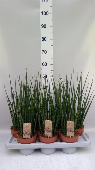 <h4>Sansevieria 'Fernwood'</h4>