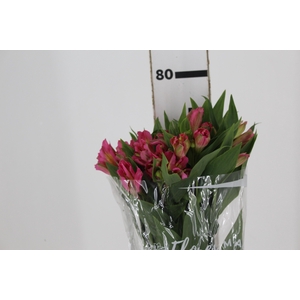 ALSTROEMERIA CHANEL 080 CM