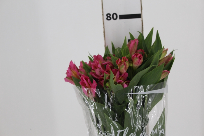 <h4>ALSTROEMERIA CHANEL 080 CM</h4>