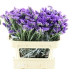 Limonium St Blue Birds X50