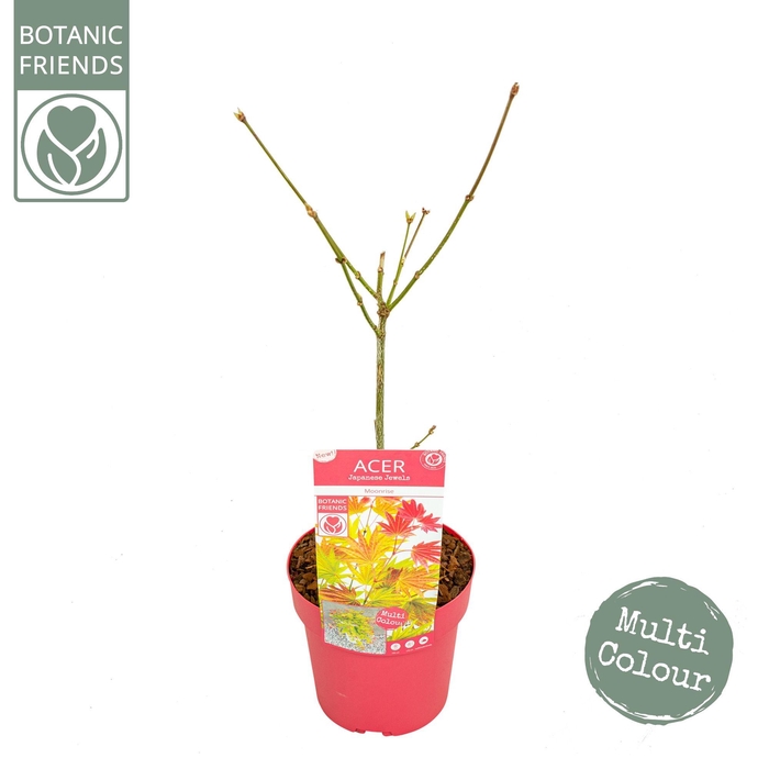 <h4>Acer shirasawanum 'Moonrise' ®</h4>