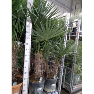 Trachycarpus fortunei
