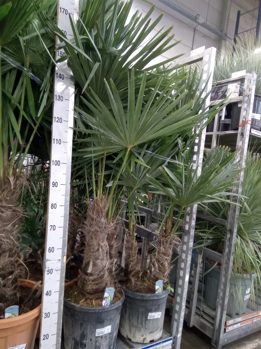 <h4>Trachycarpus fortunei</h4>