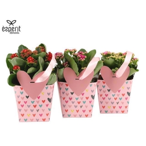 2501122: Solutionss Lovess