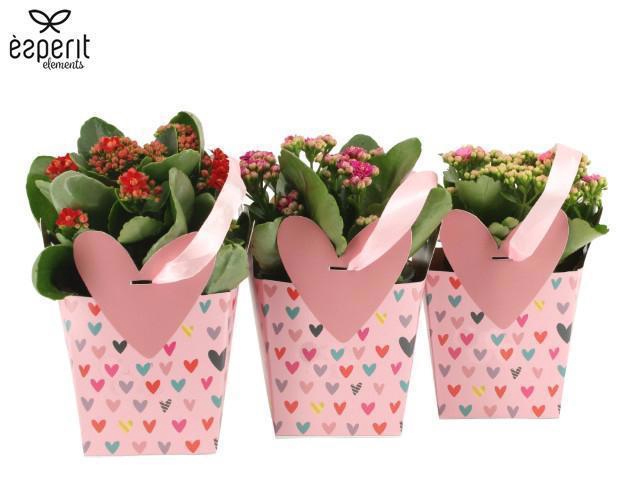 <h4>2501122: Solutionss Lovess</h4>