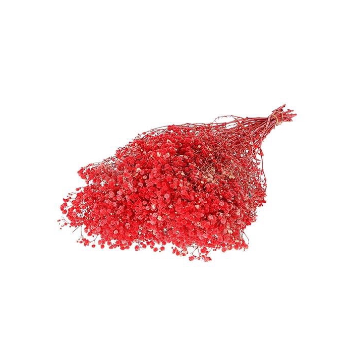 <h4>Bunch Gypsophila Pres. 240gr L70</h4>