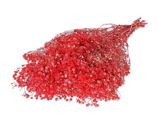 Bunch Gypsophila Pres. 240gr L70