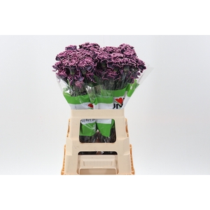 Di St Klb Gothic Purple Funza