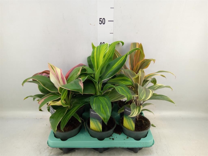 <h4>Cordyline   ...mix</h4>