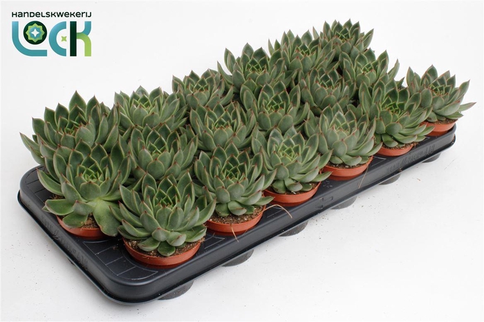 <h4>Echeveria agavoides</h4>