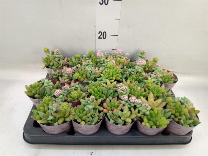 <h4>Succulents   ...</h4>