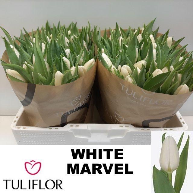 <h4>Tu En White Marvel</h4>