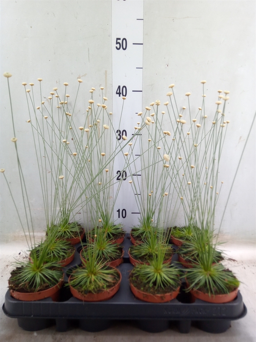 <h4>Synchonanthus  'Mikado'</h4>