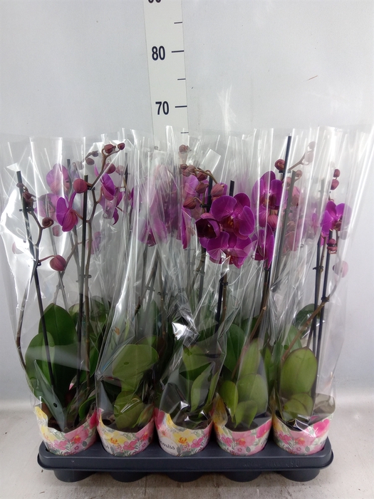 <h4>Phalaenopsis   ...lilac</h4>