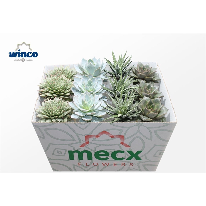 <h4>Succulenten Mix (mecx Flowers) Mecx-emmer 8cm</h4>