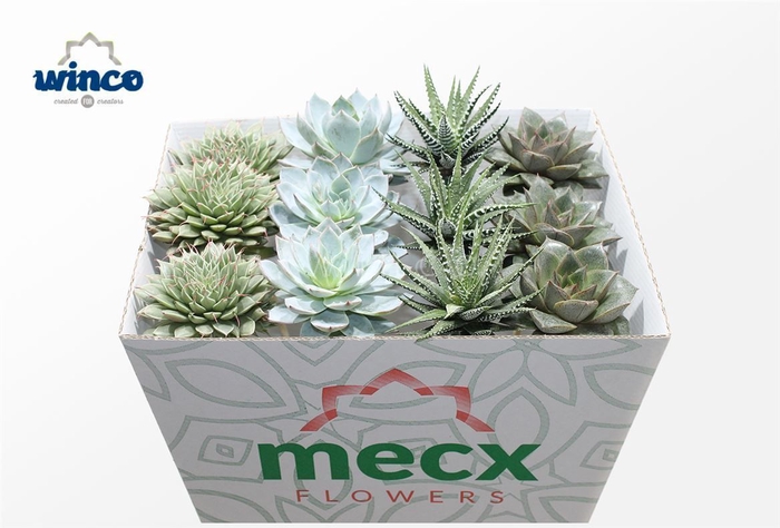 Succulent Mix (4spc) (mecx Flowers) Mecx-emmer 8cm