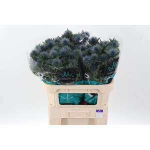 Eryn Magnetar Qstar 70cm