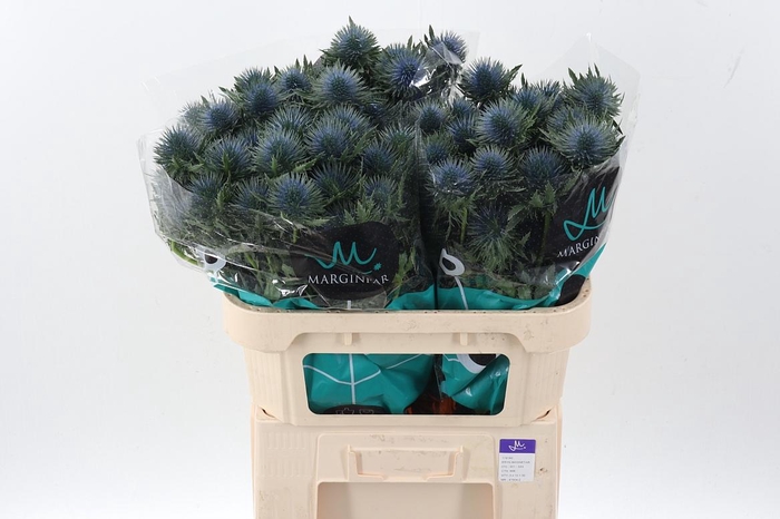 <h4>Eryn Magnetar Qstar 70cm</h4>