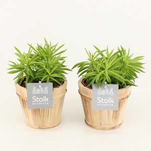 Peperomia Nevada in Wood Bruin